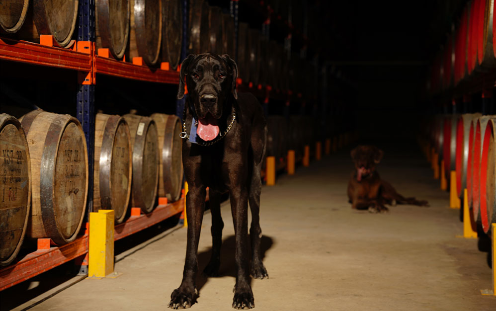 Vinay Spirits Single Malt Whisky Distilleries
